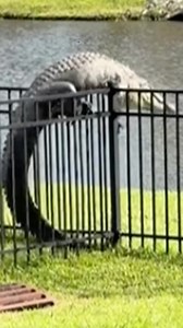 See ya later, alligator! An alligator has been filmed scaling a fence after trespassing on a property in South Carolina. 🐊#9New | 9 News