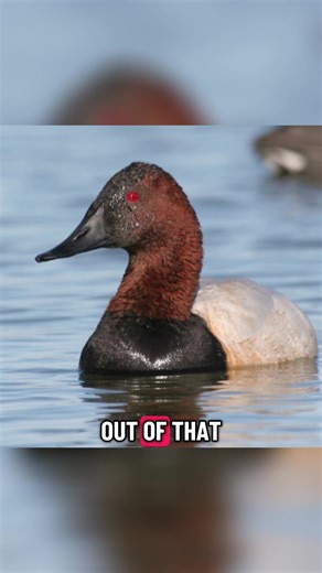 This is the sound that plays every time I see a canvasback (the devil’s duck) or a redhead duck (if a duck were a literal cartoon). . . . #canvasback #redhead #ducks #weirdduckszn #birding