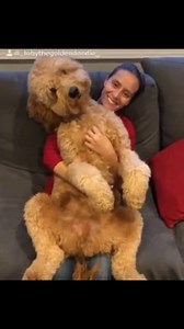 7K views · 168 reactions | Funny giant Poodle. | About Poodle | Facebook