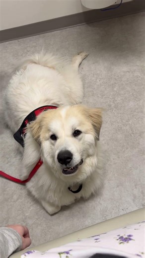 Service dog at doctors appointment?! 😳 #servicedog