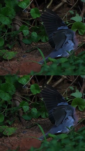 Black Mamba Hunting Close Encounter Video