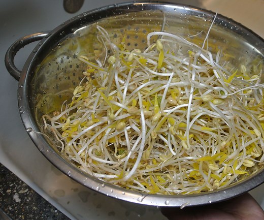 Growing Bean Sprouts