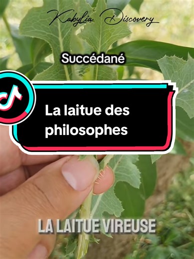 Laitue Scariole : Propriétés Médicinales et Bienfaits