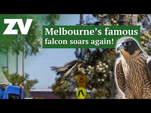 Collins Street Falcon soars after epic rescue and rehab journey