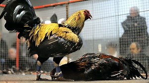 Dans le Nord, la tradition des combats de coqs provoque la colère du Parti animaliste
