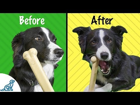 7 Ways To Train Your Dog To Like Chew Toys - Professional Dog Training Tips