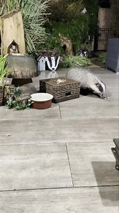 24K views · 8.2K reactions | He can’t keep away now!  Mr Lumpy returned again last night, I even got the door open with him. He heard there were posh nuts, a left over mince pie and his favourite egg on offer, he would have slept well last night ❤️ | Mr Lumpy & Friends. | Facebook