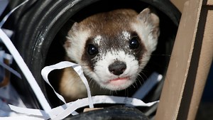 Rare ferrets settling in, making babies at new Colorado home