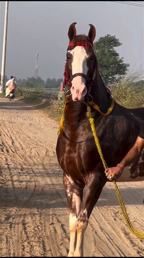 ✨Horse 🖤||#viral #yt #trending #new #shorts