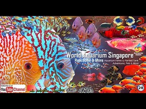 Best Discus Fish Ever MUST SEE - High Quality Discus Competition Grade Blood Lines - Part1