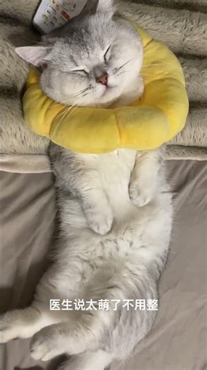 Every Snap a Must-See: Adorable Pet Premiere Event