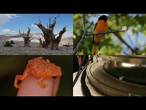 Frog's Ribbiting Romance, Cosmic Speed Demons, and More: 60 Second Science Podcasts