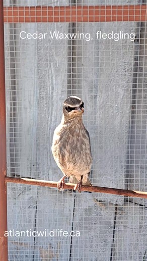 9.2K views · 288 reactions | One of our patients, this beautiful...