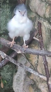 pygmy falcon displaying. #birds #birdspecies