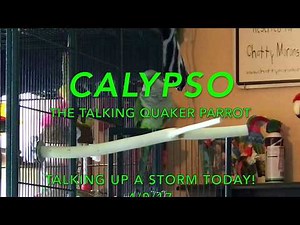 Calypso, The Talking Quaker Parrot.