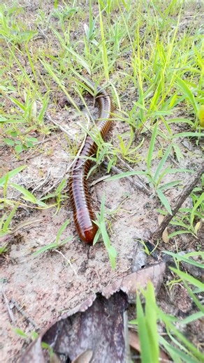 #milipede #insects #animals