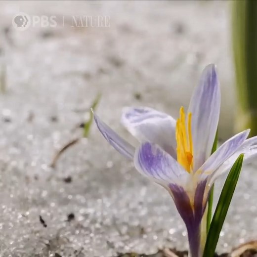 Happy first day of #spring! 🌷 Witness the change from winter to spring in under a minute. #FirstDayofSpring | Nebraska Public Media