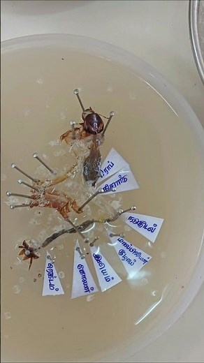 cockroach digestive system dissection ‪@Hortichan‬