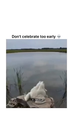 GLOBALREEL.O on Instagram: "The video is a dramatic, high-speed sequence of the food chain in action:​The Leap: It starts with a large white frog perched on a rock by the water. The frog spotted a small insect or dragonfly and took a massive, ambitious leap into the air to catch it.​The Ambush: Just as the frog hit the water, a large fish (likely a Bass) lunged from the depths and swallowed the frog whole in a split second.​The Grand Finale: Before the fish could even dive back down to enjoy its