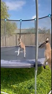 Baby Kangaroo Bounces Like a Pro! 輦 This playful baby kangaroo can’t stop bouncing!  Watch as it jumps, flips, and makes the cutest bear sounds — mom’s right there protecting every move!  #reelsviralシ #reelsfbシ #trend #trendingnow #TrendingNow2025 #CuteAnimals #kangaroo # #ViralReels #FunnyAnimals | Mr Trueverse | Facebook