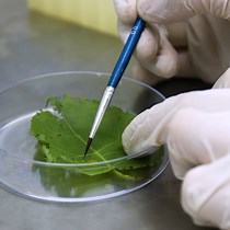 Method for Preparing Axenic Insects for Gut B - JoVE Journal