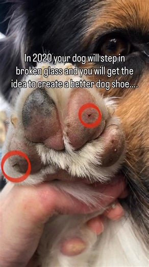 AIR PUP® on Instagram: "What started out as a solution to protect my own dog turned into the protection of thousands of dogs all over the world. It certainly hasn’t been an easy journey, but one that has proven to be well worth it. Thank you to everyone who has supported us along the way. ❤️ Air Pup dog shoes protect paws from hot pavement, cold temperatures, ice salt, broken glass, needles, chemicals, dirt, germs, allergens, sharp rocks, thorns, foxtails, etc. www.airpup.com 🐾👟"