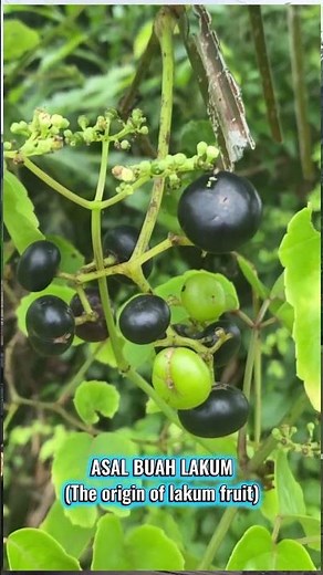 The Origin of Lakum Fruit, the Wild Grape from the Tropical Forest!