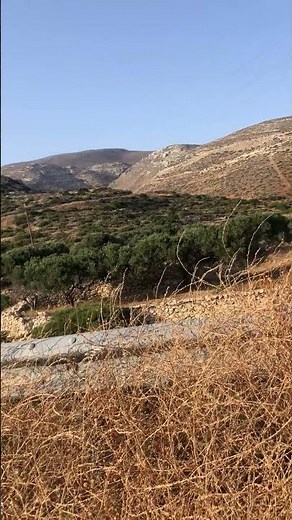 Cricket Sounds #nature #cricket #relaxation #concentration