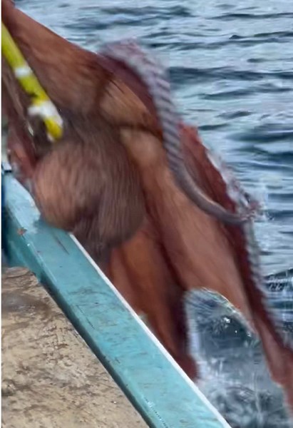 北海道の超巨大タコを釣る！