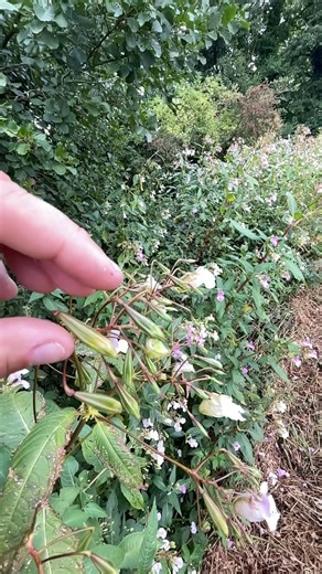 The EXPLODING POWER of this seed pod filmed in slow motion #seedpods #seedpod #gardening