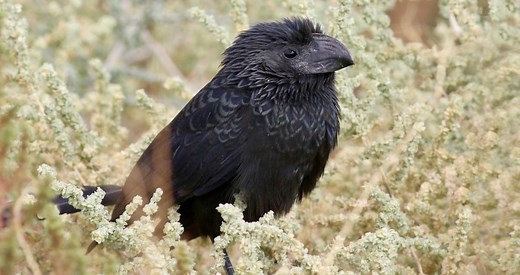 Groove-billed Ani Identification, All About Birds, Cornell Lab of Ornithology