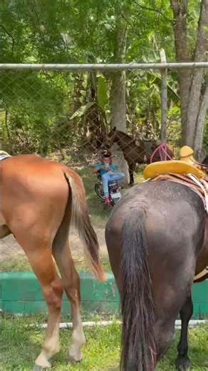 Tractores y caballos