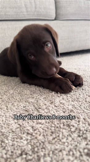 8 months today and my mommy is not okay 🥺😭🐾🤎 #fyp #chocolatelab #puppytiktok #paratiiiiiiiiiiiiiiiiiiiiiiiiiiiiiii #cute