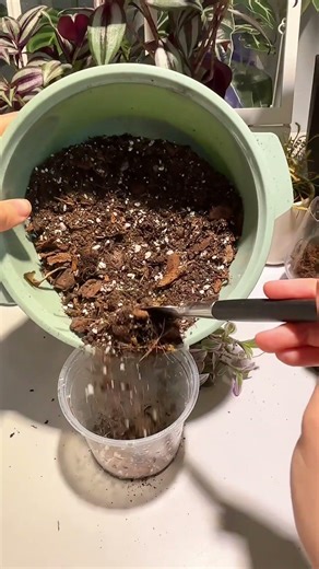 Splitting my Tradescantia ‘Unicorn’ ✂️🌱 | Overgrown Plant Rehab