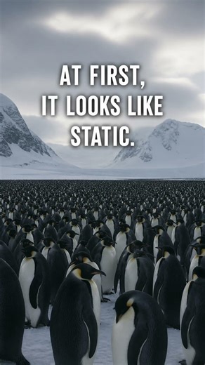 Why Penguins Look Like Static From a Distance