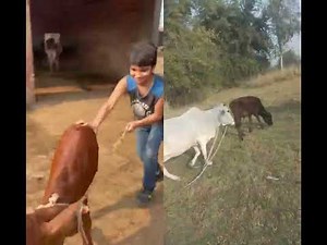 #bullfarm #funny #cow #cattleworld #comedy #bakr