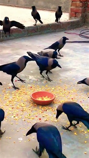 Crow morning sounds #crow_tube #edit