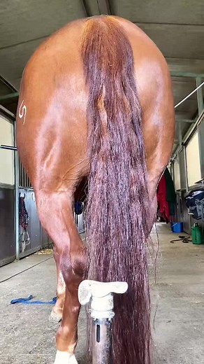 Understanding the Role of Farriers in Horse Care