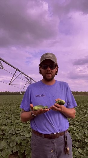 Exploring Florida Cucumber Fields