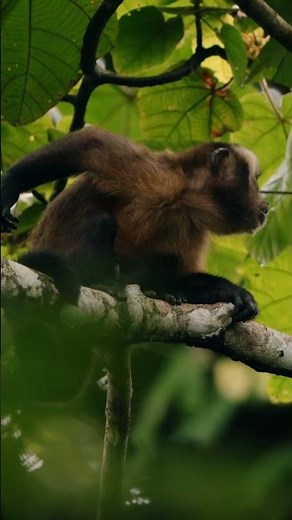Seeing monkeys in the Amazon - Black-hooded Capuchins 🐒