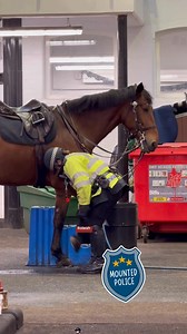 Police horses on break after duty have their leg protection or wraps removed #fyp #householdcavalry #fblifestyle #trendingreelsvideo #kingsguard #highlight #everyone #viral #followers | Roleah Palado