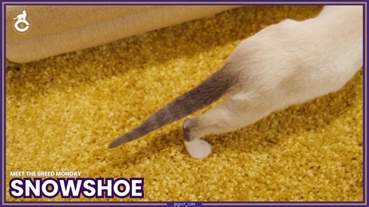 🐾 MEET THE BREED MONDAY - SNOWSHOE 🐾 The origin of the Snowshoe can be traced back to the early 1960s when Dorothy Hinds Daugherty of Philadelphia, Pennsylvania found three kittens in a litter of Siamese, each with four white feet. Dorothy liked the unique combination of pointed colours and white feet and began the process to establish a breed. In developing the breed, she bred the kittens to a domestic cat with tuxedo markings and eventually developed the popular white ‘V’ facial markings. Th