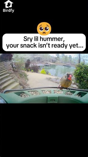 Sry.. #birdfy #birds #birdingparadise #funny #hummingbird