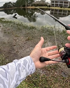 Bass Fishing with Live Shiners! | Kickin Their Bass TV