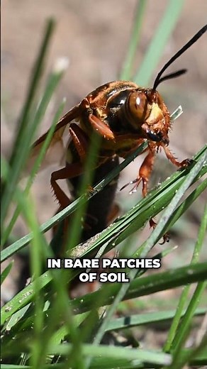 Come across Big Scary Ground Bees? They're probably Cicada Killer Wasps!