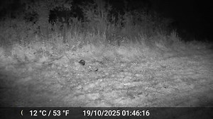 On ne peut pas dire que cela ne nous arrivera pas... mais j'en vois de plus en plus sur le territoire. Cette fois aucun doute : ce n'est pas une voiture qui lui a fait ça ! | Chasse à l'arc