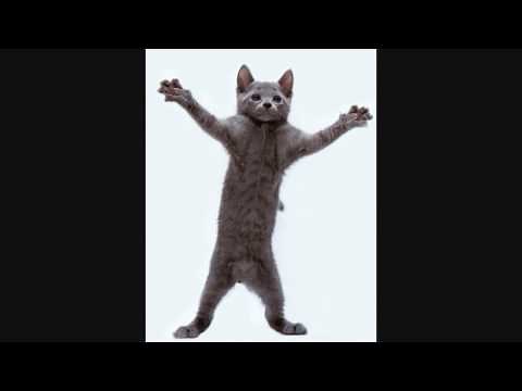 Cat, I'm a Kitty Cat and I Dance, Dance, Dance, Dance