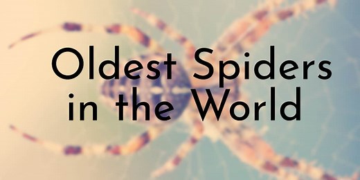 7 Oldest Spiders in the World - Oldest.org