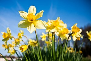 How Long Do Daffodils Bloom? Here’s How To Make Them Last Longer