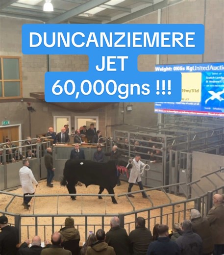 Aberdeen Angus bull Duncanziemere Jet from the Duncanziemere Angus herd sells for 60,000 gns to David Walker Galcantray Aberdeen Angus on 2 February 2026 at the Galbratih Stirling Bull Sales. #aberdeenangus #stirlingbullsales